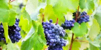 vigne cuivre agriculture bio