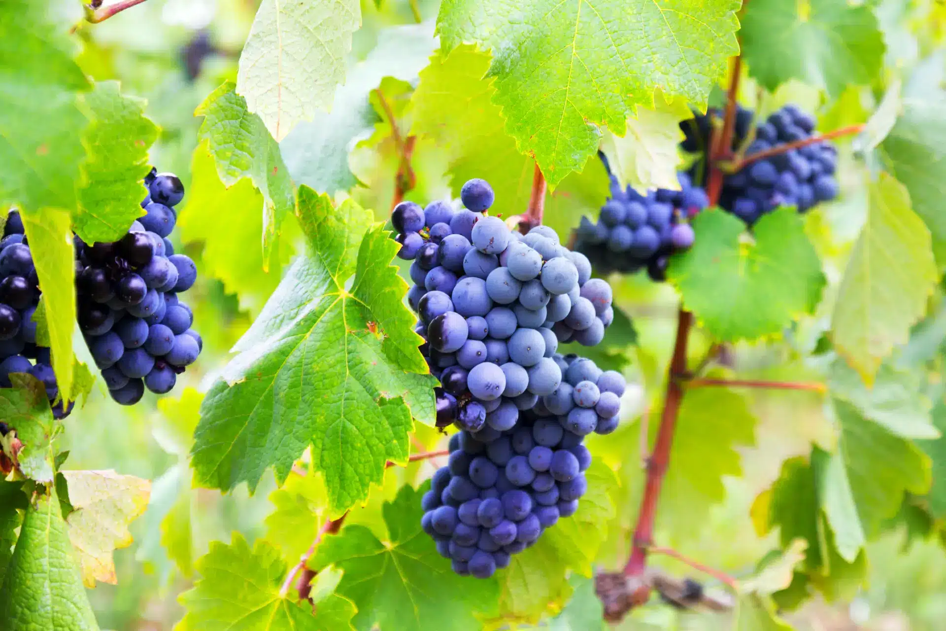 vigne cuivre agriculture bio