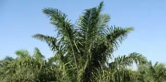 huile de palme déméler vrai du faux