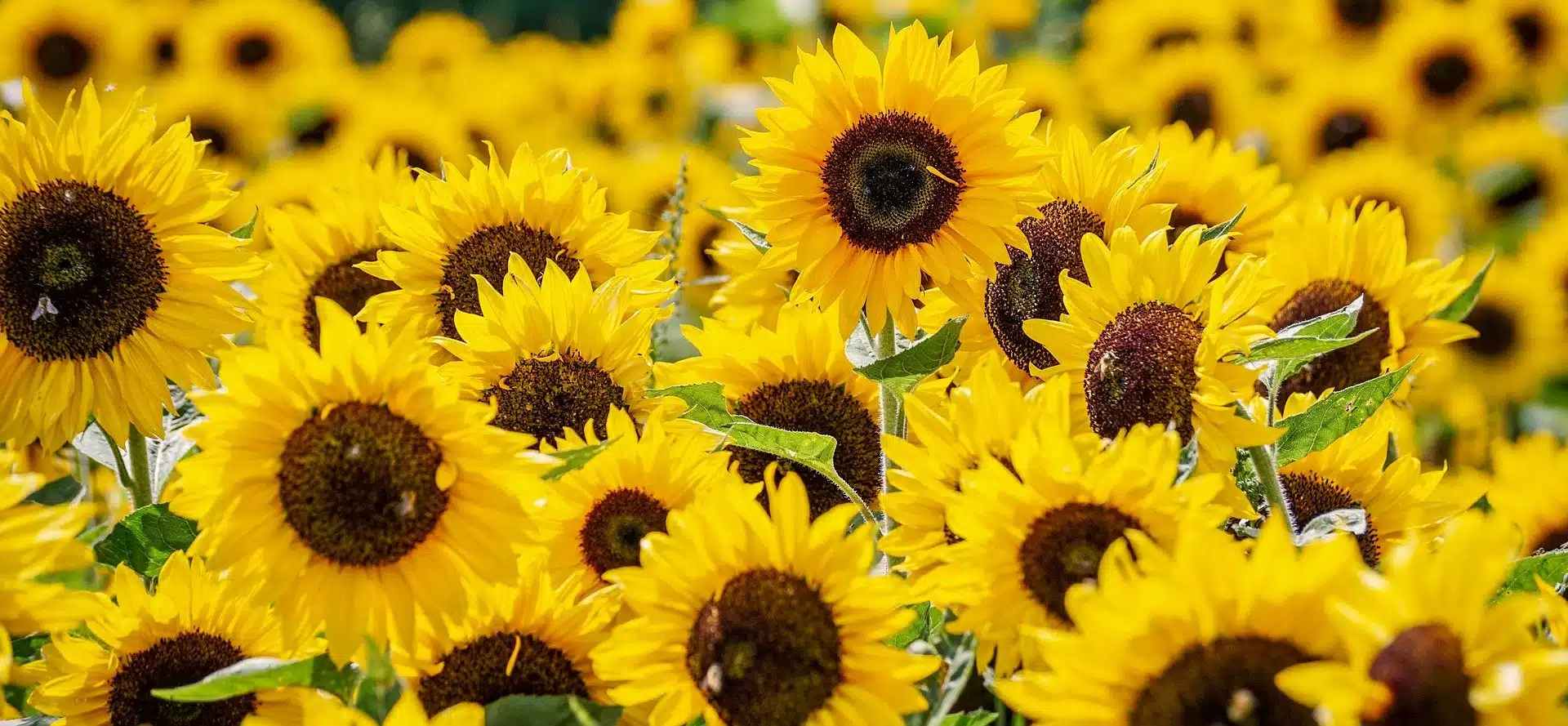 tournesol néonicotinoïdes des pesticides