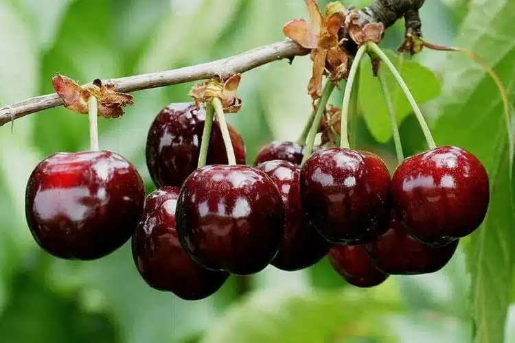 cerises le ministre S Le Foll part sans payer la note