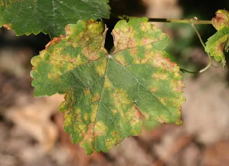 pesticides-cuivre-mildiou-agriculture-bio