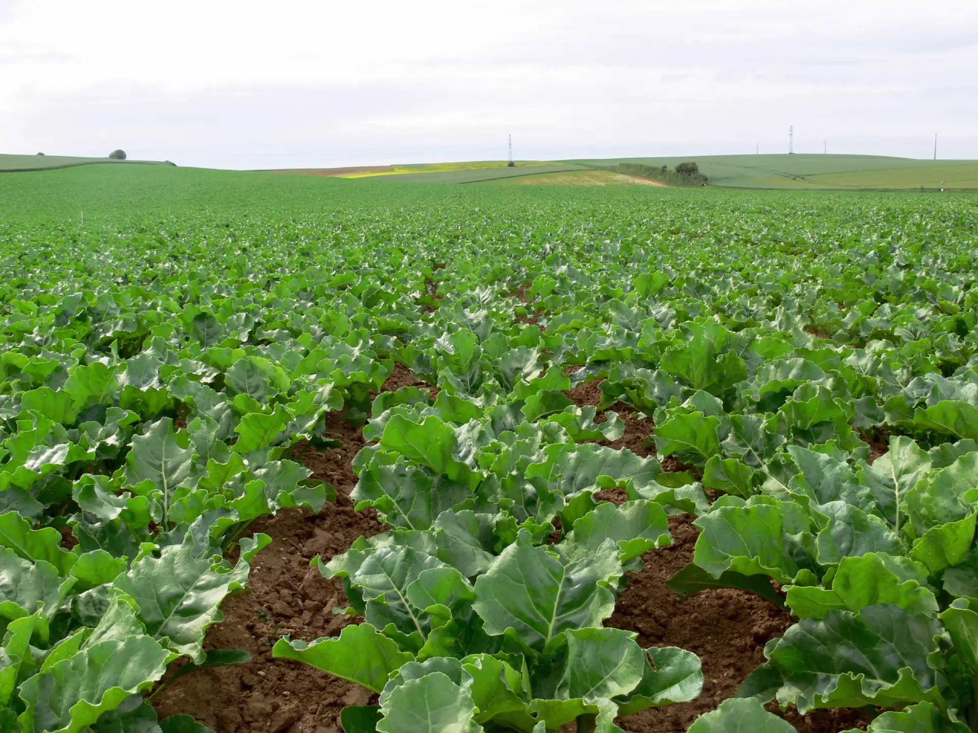 betteraves neonicotinoïdesdes