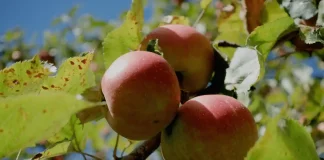 Qualité nutritive : aux sources d’un mythe