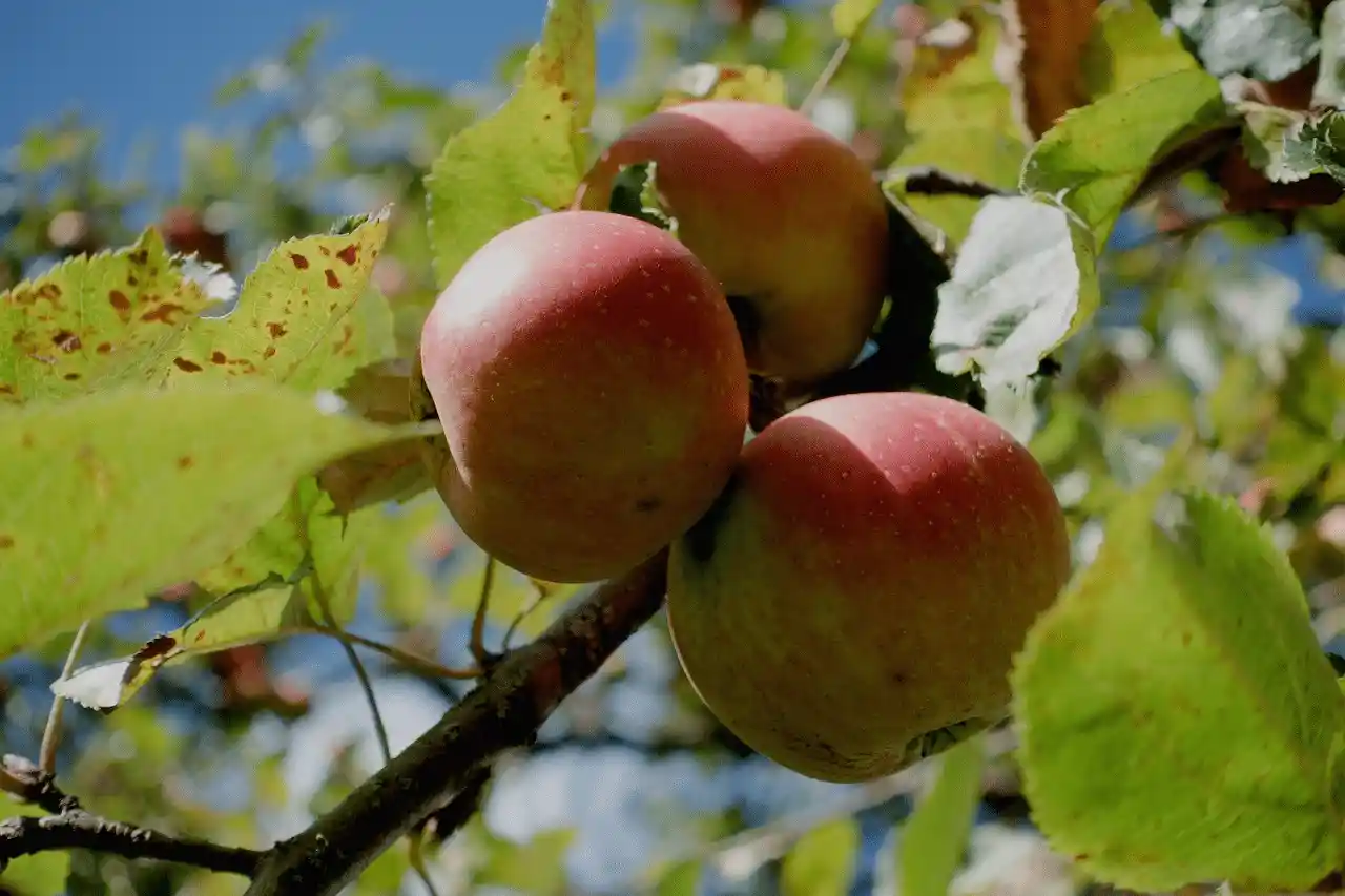 Qualité nutritive : aux sources d’un mythe