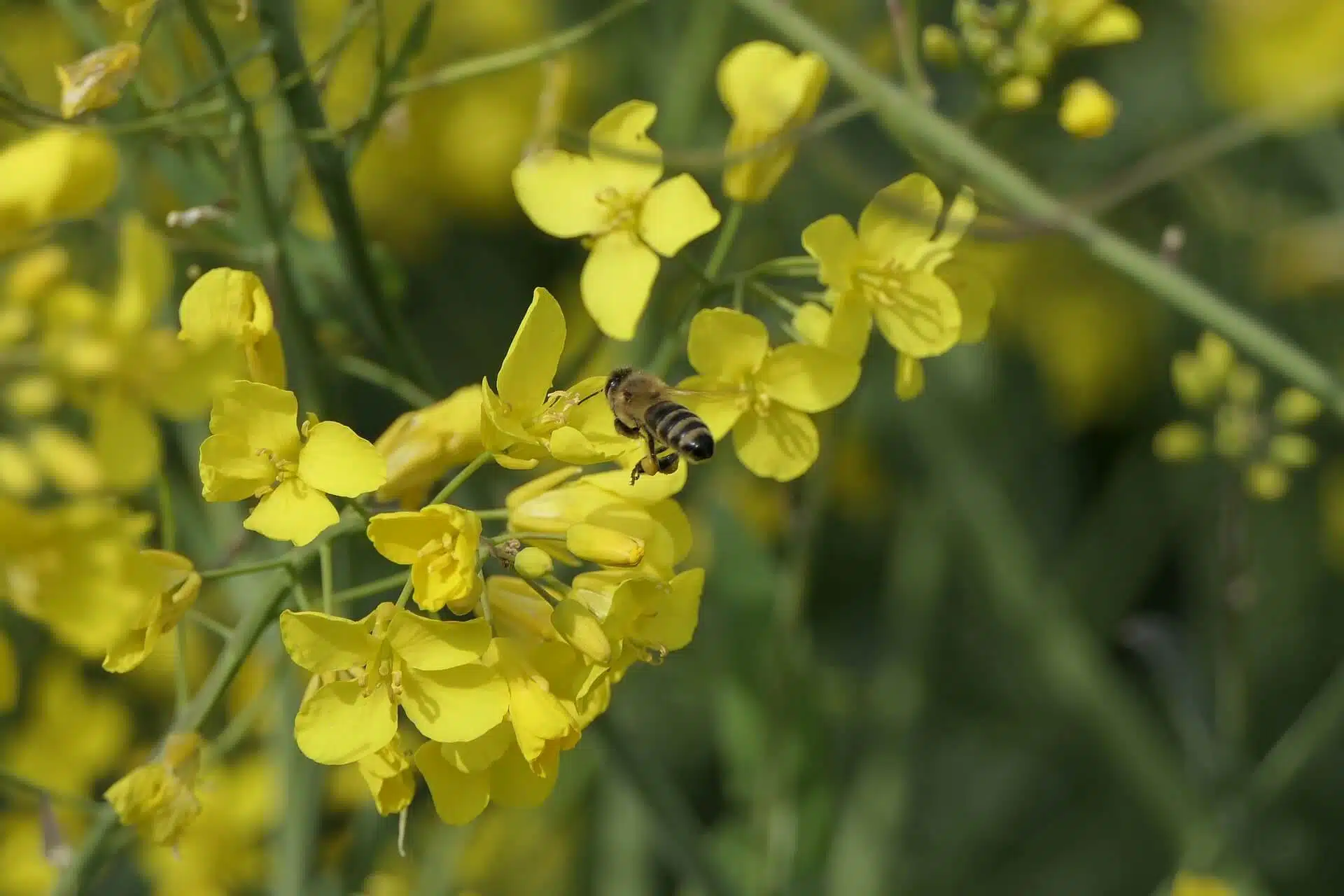 abeilles colza agroecologie