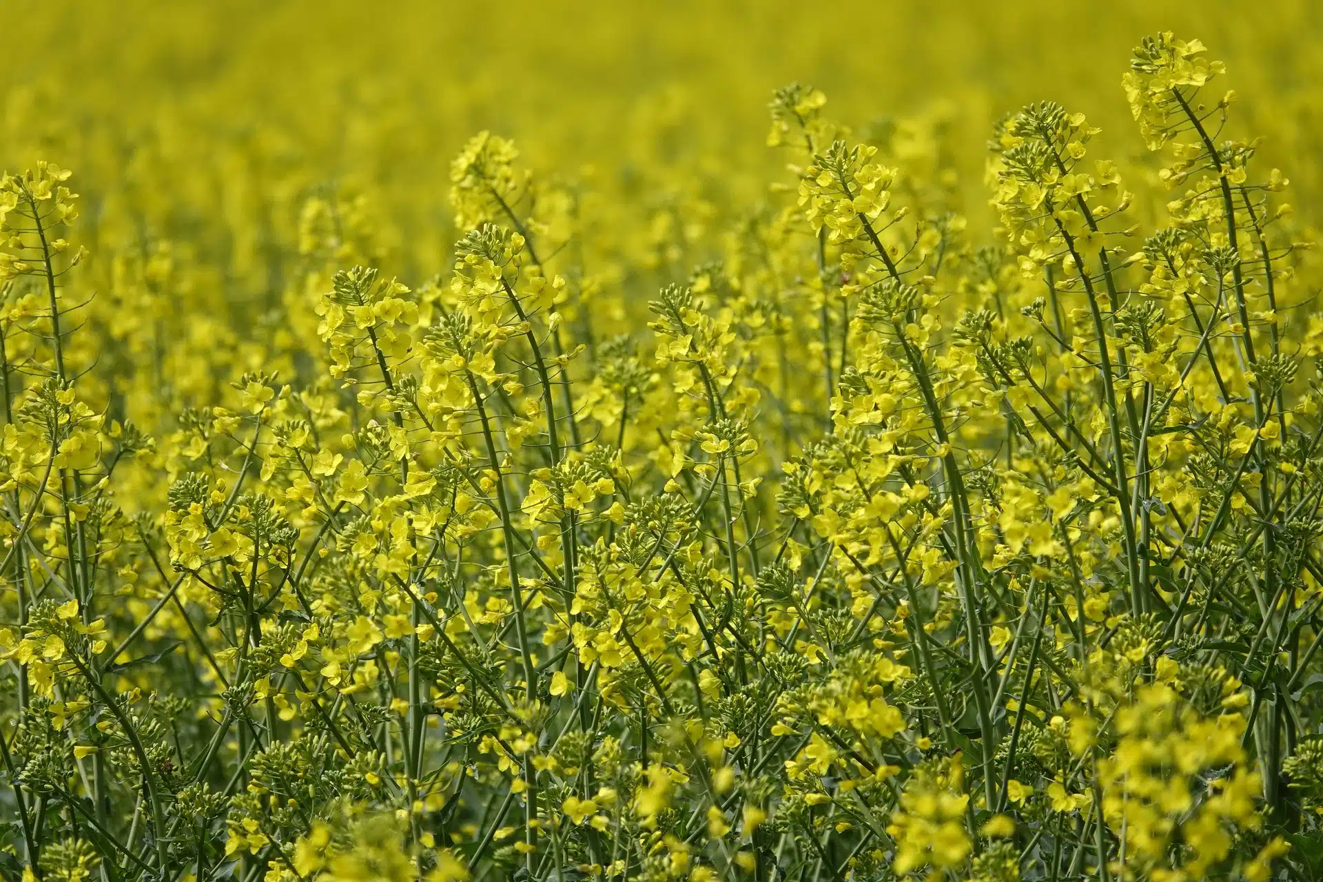 agroecologie méligèthes du colza