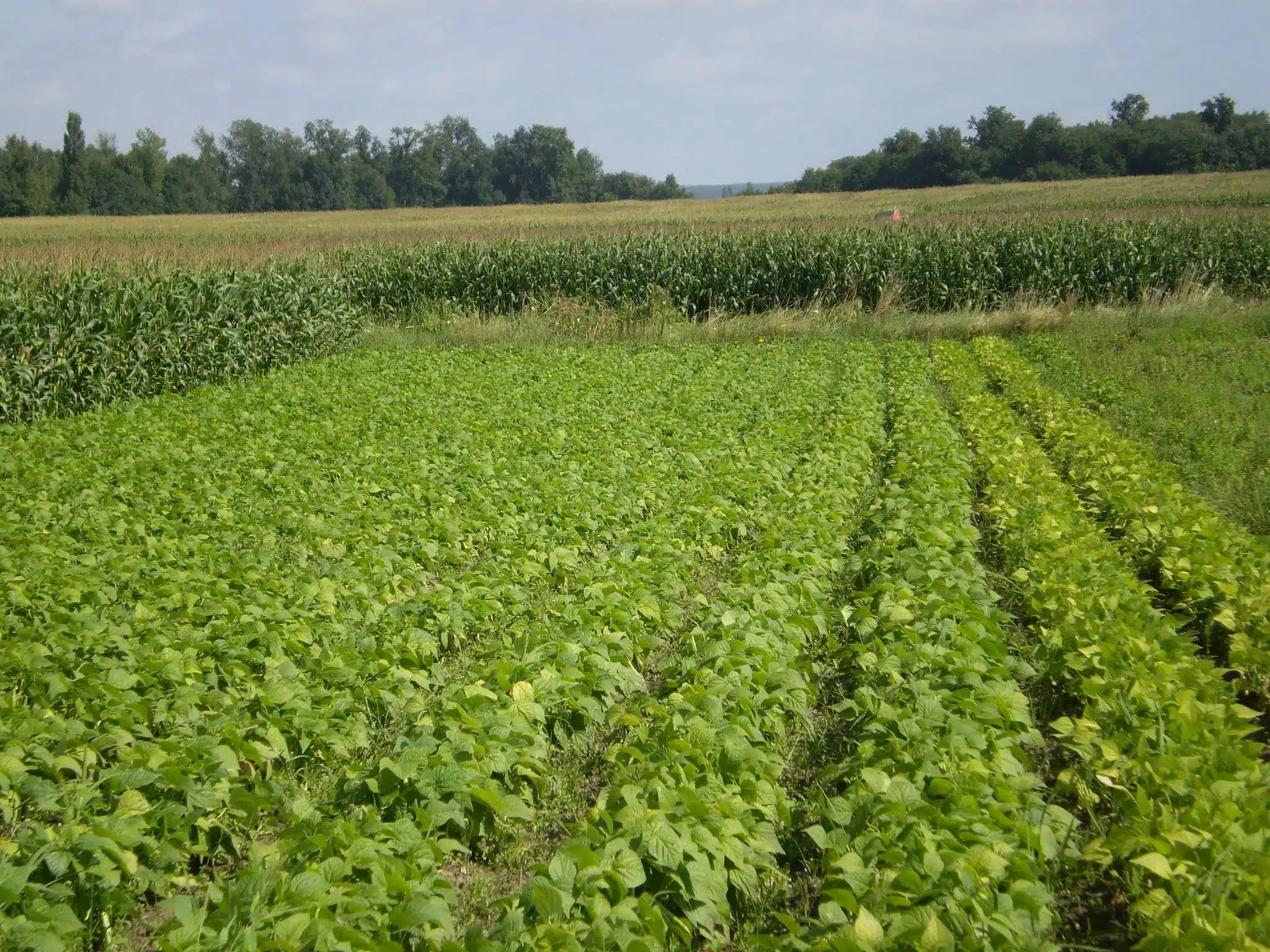 Champs de haricots (mogettes) et maïs - Crédit photo_ @bubu1664