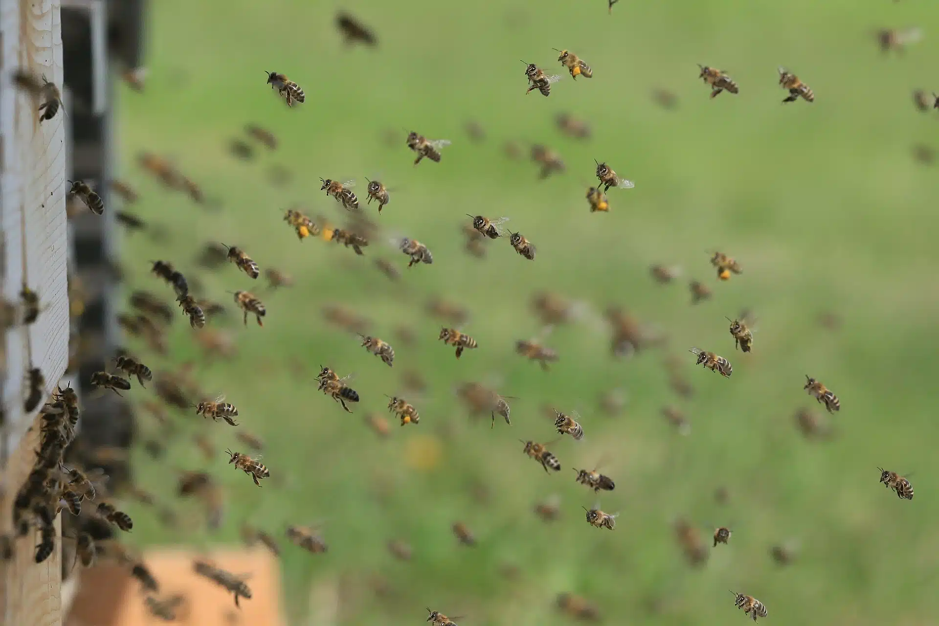 Apiculture : la curieuse affaire de Nicolas Puech