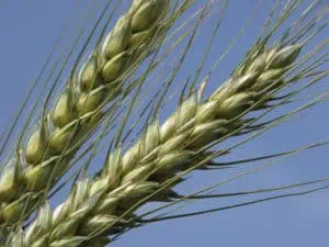 Blé bio génétiquement modifié