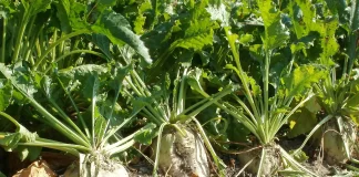 betterave-sucre-wikimediaimage-