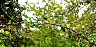 ecologie radicale La Ronce