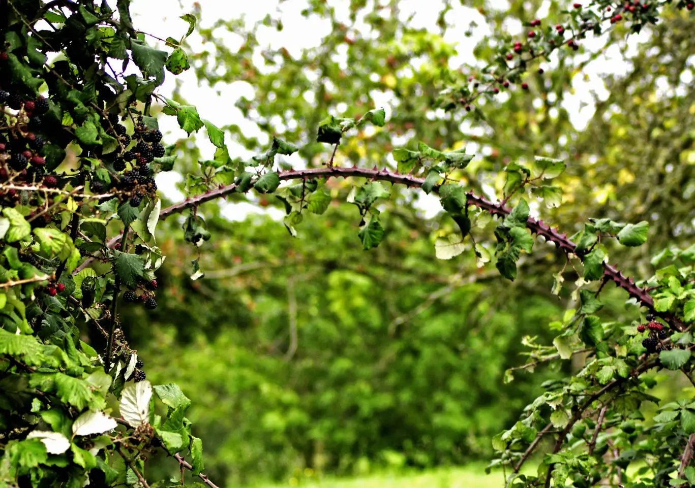ecologie radicale La Ronce