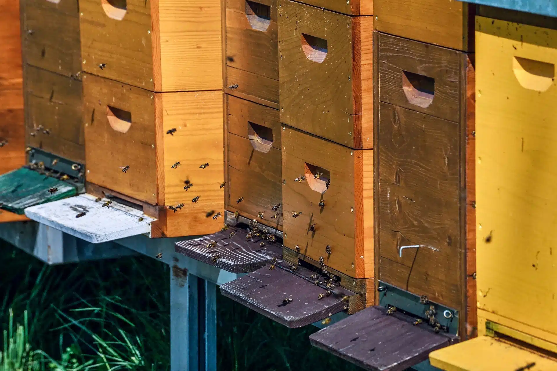 Mise en garde de la DGAL Les pratiques illégales dans l'apiculture