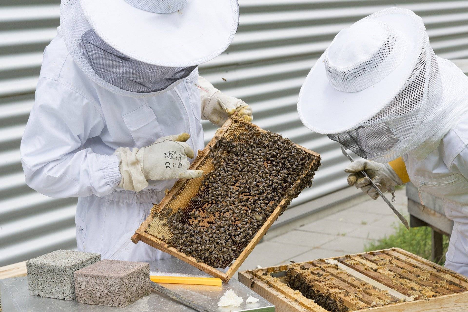 annee 2021 apiculture (1)
