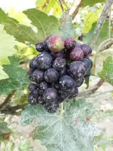 cuivre mildiou vigne raison credit A&E