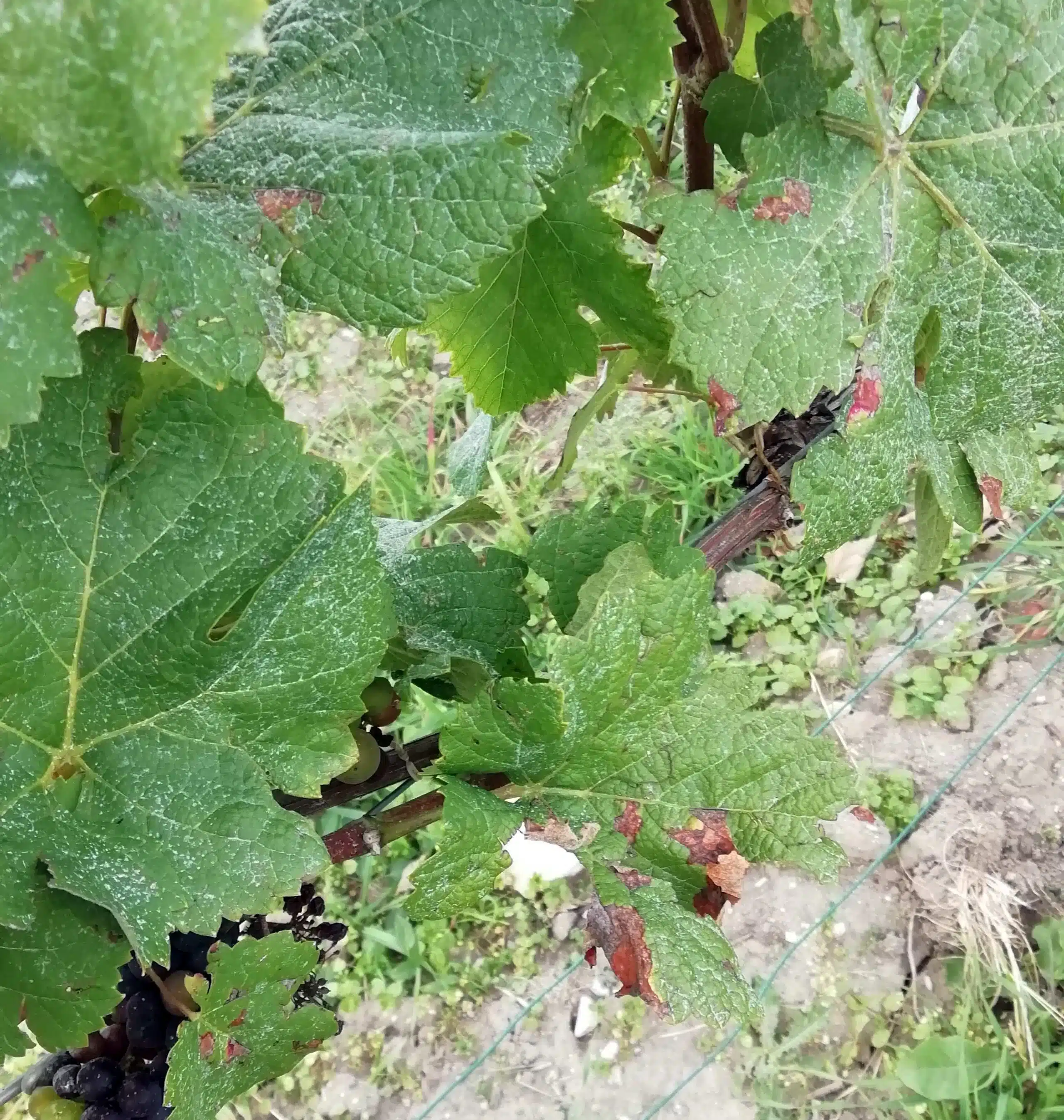milidou vigne cuivre credit @AEGRWmilidou vigne credit @AEGRW