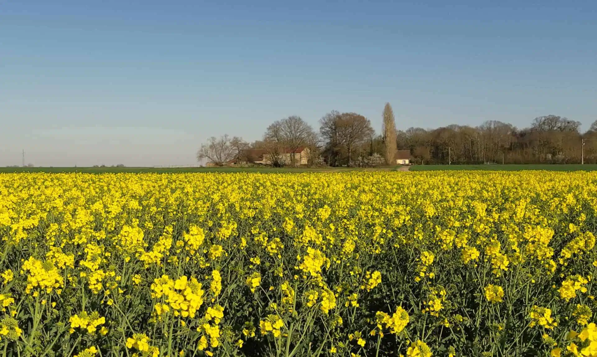 Colza floraison - © #FrAgTw.jpg interdiction phosmet