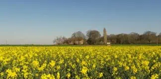 Colza floraison - © #FrAgTw.jpg interdiction phosmet