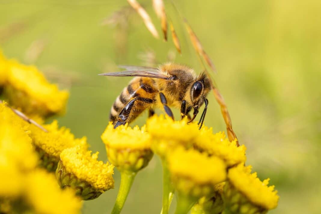 abeille sulfoxaflor principe de precaution 2