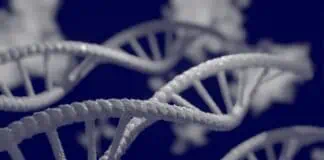 biotechnologies vegetales ogm mutageneses