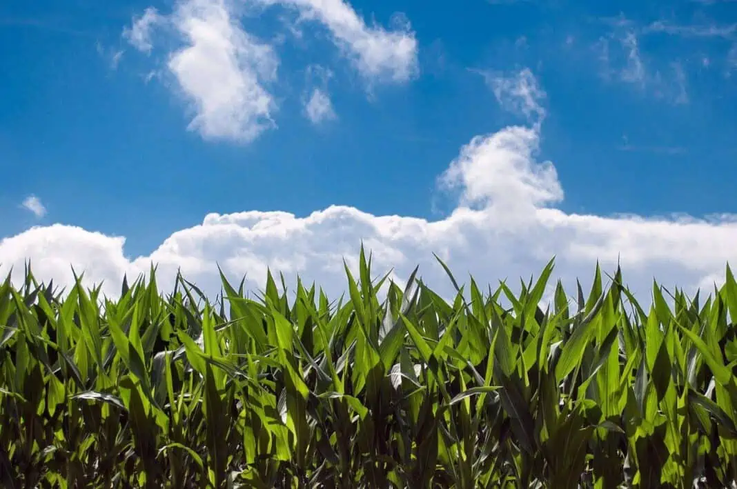 maïs et rechauffement climatique