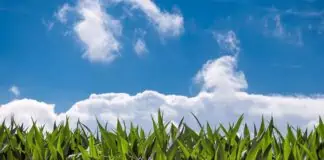 maïs et rechauffement climatique