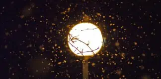 Photo de Jay Fauntleroy disparition insectes