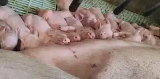 crise de la filière porcine