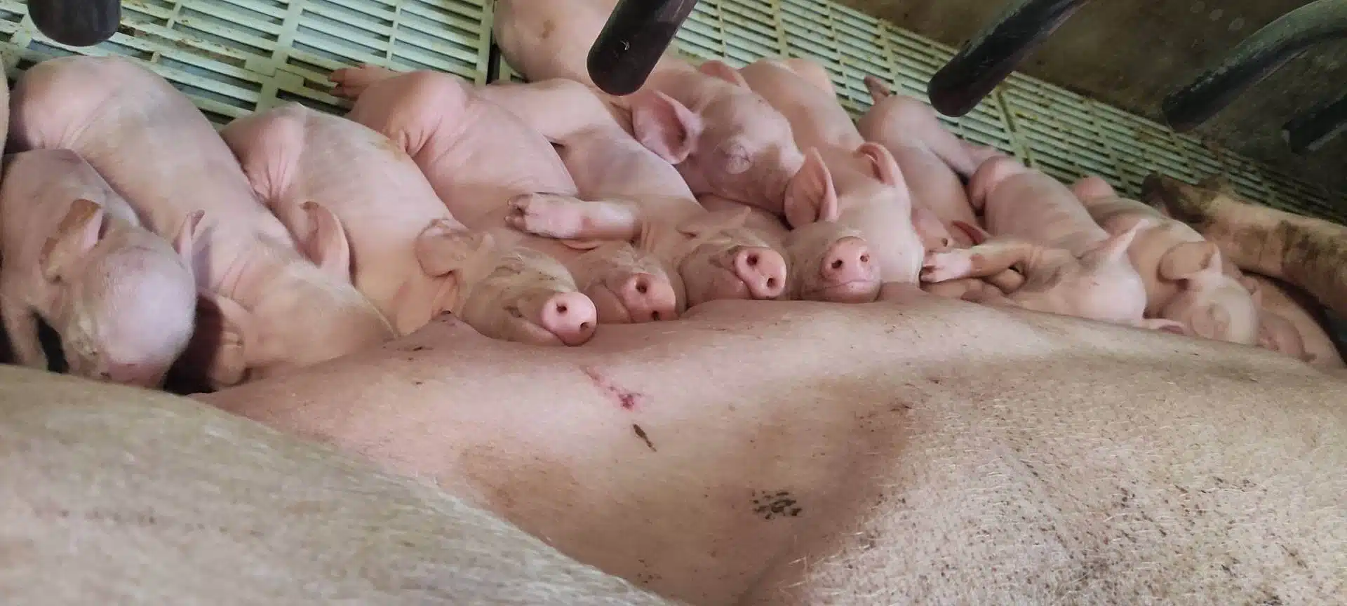 crise de la filière porcine