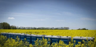 apiculture menace sur les abeilles par le varroa et un vraiant du virus des ailes déformées