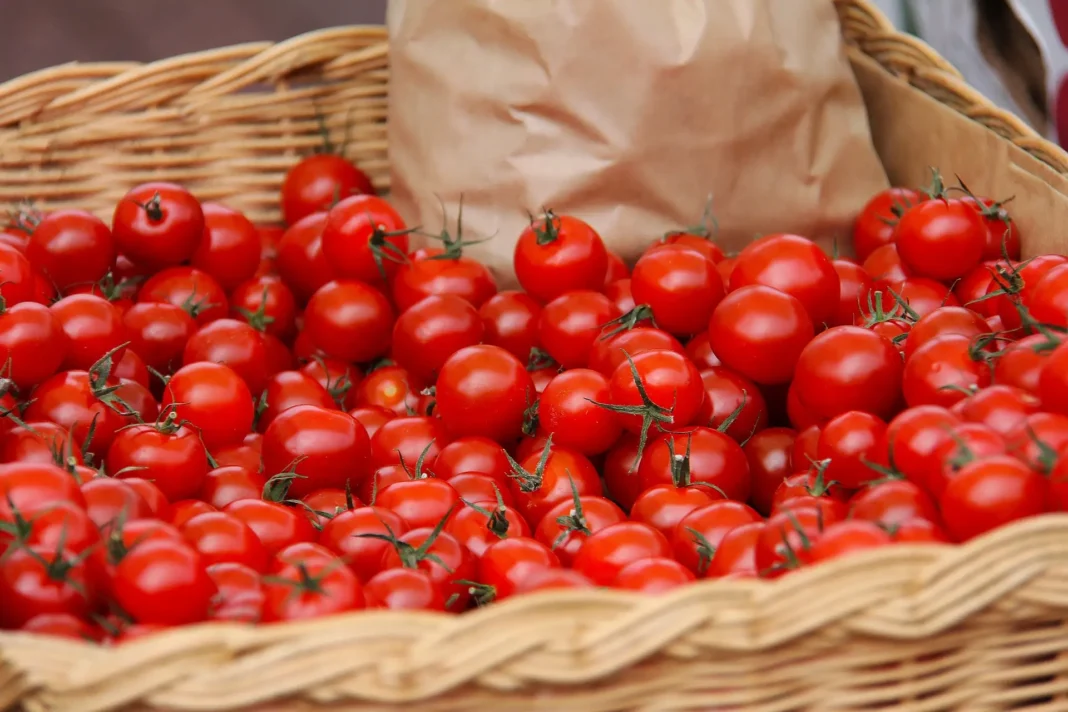 agriculture montee en gamme tomates cerises