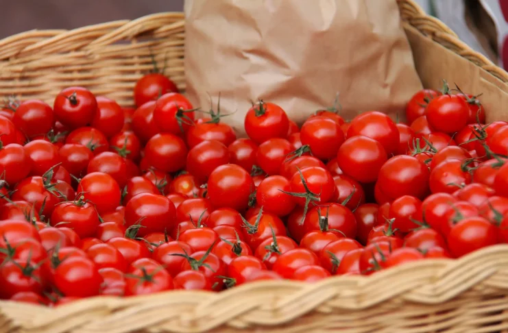 agriculture montee en gamme tomates cerises