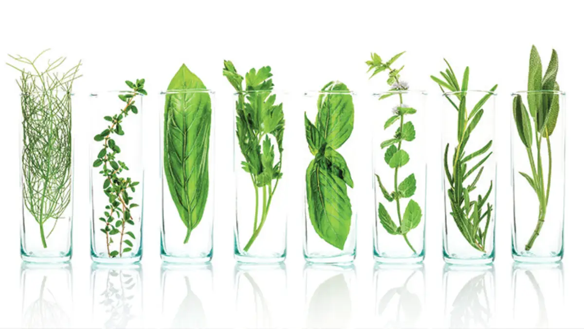 nouvelles techniques geneomique ngt ctps