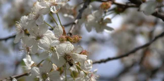 Le déclin des insectes pollinisateurs et décès prématurés