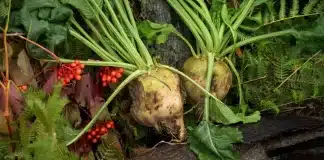 betteraves sucrieres CJUE neonicotinoides harvest