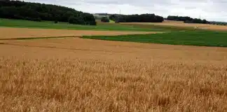 Interdiction du S-métolachlore : un nouveau coup dur pour l’agriculture française