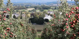 Les contrôles de l'OFB arboriculteurs