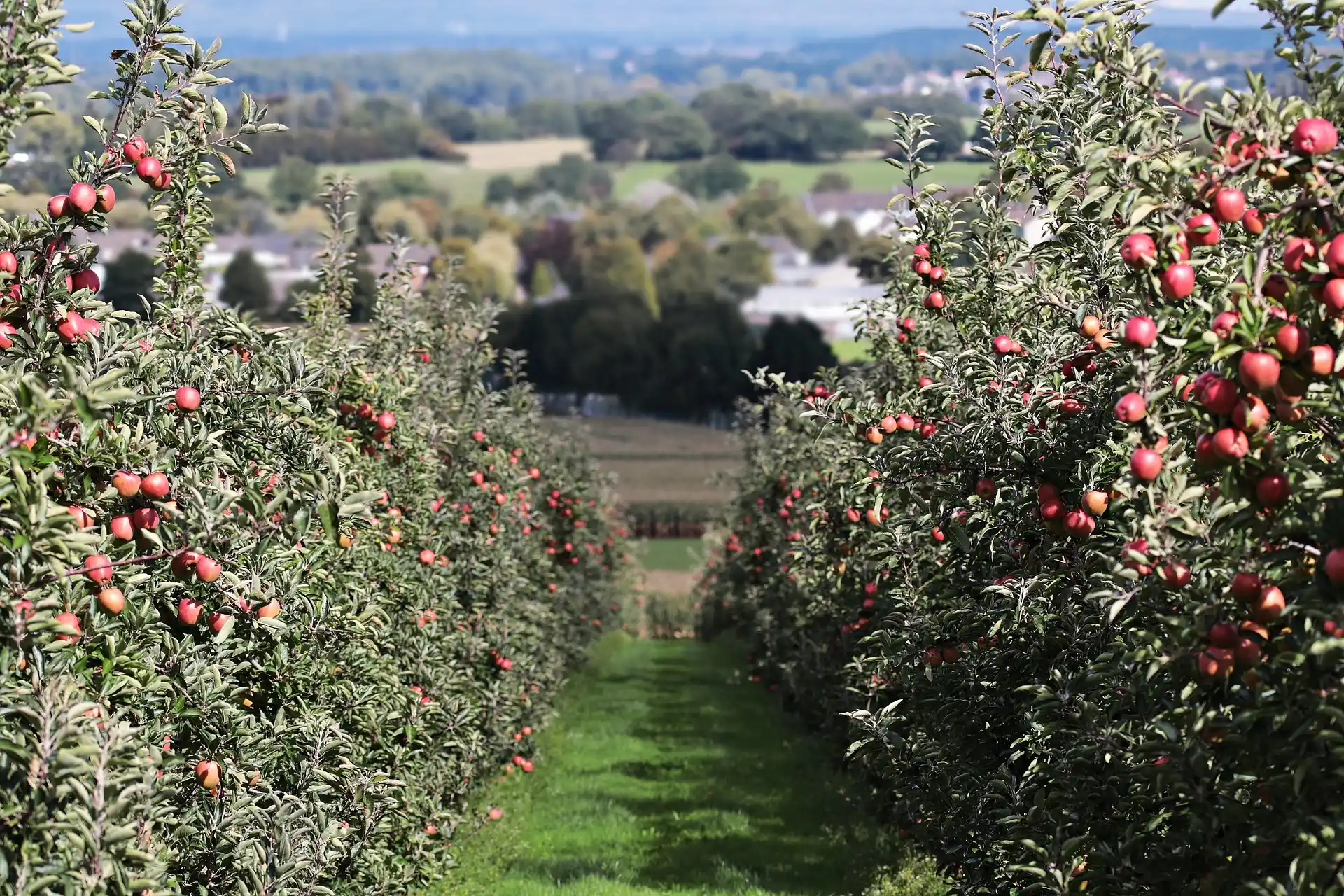 Les contrôles de l'OFB arboriculteurs
