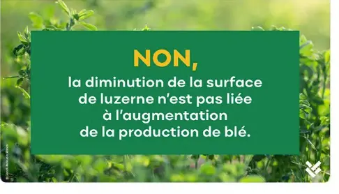 Le blé aurait remplacé la luzerne. LA diminution de la surface de luzerne n'est pas liée à l'augmentation de la production de blé.