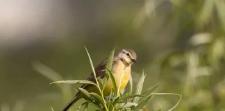 disparition des oiseaux : au sujet d'une relation qui n'existe pas