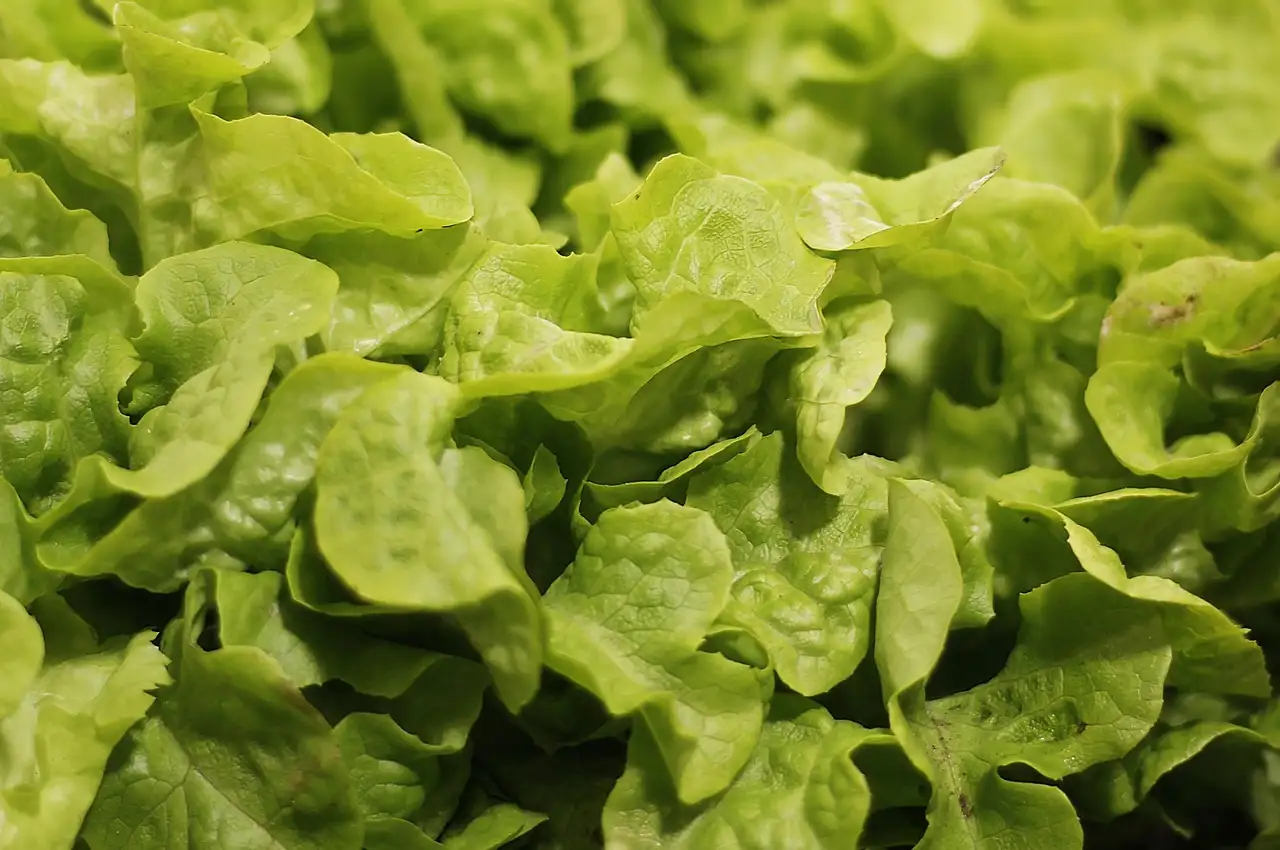 Le prix de la salade selon Marine Tondelier