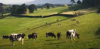 rapport sur l'elevage de la cour des comptes entretien avec Jean De Kervasdoué