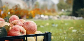 Natura 2000 Natura 2000: publication d’une instruction aux préfets qui menace nos vergers