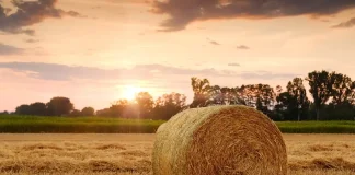 La protection de l'agriculture