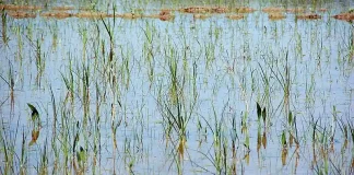 Affaire Avanza GF et FNE déboutées