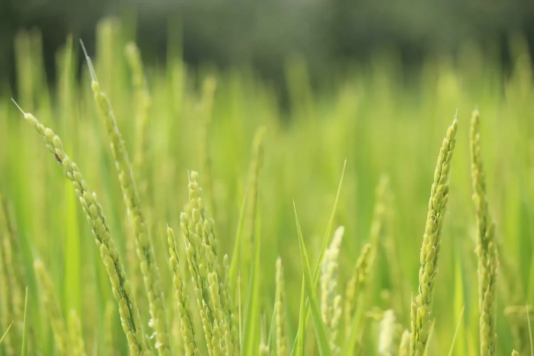NGT : L’Italie rompt avec des décennies d’hostilité aux biotechnologies