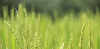 NGT : L’Italie rompt avec des décennies d’hostilité aux biotechnologies