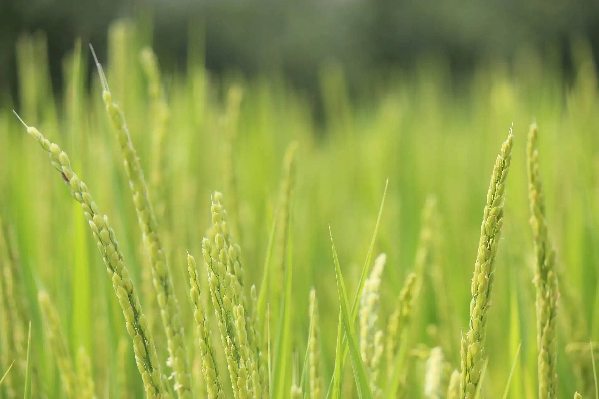 NGT : L’Italie rompt avec des décennies d’hostilité aux biotechnologies