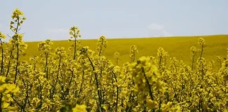 «OGM cachés»: la bataille perdue de la Conf’